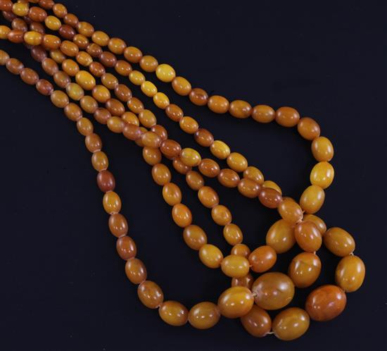 Three single strand graduated oval yellow amber bead necklaces, 24in et infra.